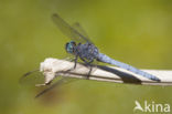 Beekoeverlibel (Orthetrum coerulescens anceps) 