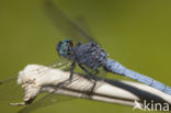 Beekoeverlibel (Orthetrum coerulescens anceps) 