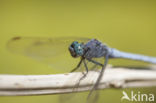 Beekoeverlibel (Orthetrum coerulescens anceps) 