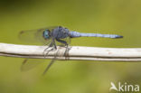 Beekoeverlibel (Orthetrum coerulescens anceps) 