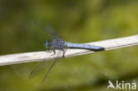 Beekoeverlibel (Orthetrum coerulescens anceps) 