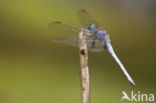 Beekoeverlibel (Orthetrum coerulescens anceps) 