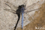 Beekoeverlibel (Orthetrum coerulescens anceps) 