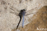 Beekoeverlibel (Orthetrum coerulescens anceps) 