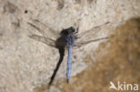 Beekoeverlibel (Orthetrum coerulescens anceps) 