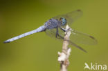 Beekoeverlibel (Orthetrum coerulescens anceps) 