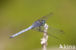 Beekoeverlibel (Orthetrum coerulescens anceps) 