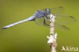 Beekoeverlibel (Orthetrum coerulescens anceps) 