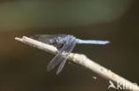 Beekoeverlibel (Orthetrum coerulescens anceps) 