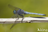 Beekoeverlibel (Orthetrum coerulescens anceps) 