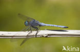 Beekoeverlibel (Orthetrum coerulescens anceps) 