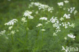 Bergvenkel (Meum athamanticum)