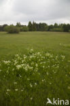 Bergvenkel (Meum athamanticum)