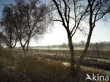 Birch (Betula)
