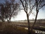 Birch (Betula)