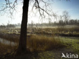 Birch (Betula)