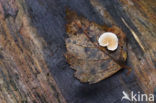 Birch (Betula)