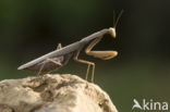 Praying mantis (Mantis sp.)