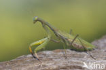 Praying mantis (Mantis sp.)