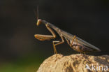 Praying mantis (Mantis sp.)