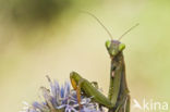 Praying mantis (Mantis sp.)