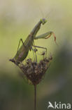 Bidsprinkhaan sp. (Mantis sp.)