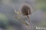 Praying mantis (Mantis sp.)