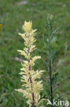 Common Mugwort (Artemisia vulgaris)