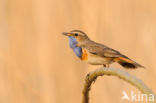 Blauwborst (Luscinia svecica)