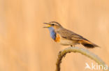 Blauwborst (Luscinia svecica)