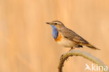 Blauwborst (Luscinia svecica)