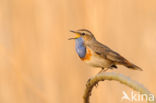 Blauwborst (Luscinia svecica)