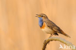 Blauwborst (Luscinia svecica)