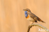 Blauwborst (Luscinia svecica)