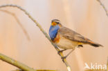 Blauwborst (Luscinia svecica)