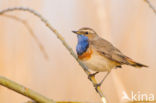 Blauwborst (Luscinia svecica)