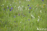 round-headed rampion (Phyteuma orbiculare)