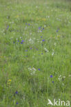 round-headed rampion (Phyteuma orbiculare)