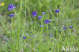 round-headed rampion (Phyteuma orbiculare)