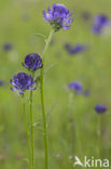 round-headed rampion (Phyteuma orbiculare)