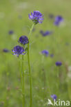 round-headed rampion (Phyteuma orbiculare)