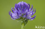 round-headed rampion (Phyteuma orbiculare)