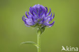 round-headed rampion (Phyteuma orbiculare)