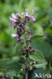 Borstelkrans (Clinopodium vulgare) 