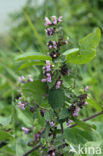 Borstelkrans (Clinopodium vulgare) 