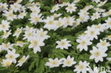 Bosanemoon (Anemone nemorosa)