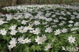 Wood Anemone (Anemone nemorosa)