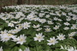 Bosanemoon (Anemone nemorosa)