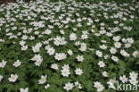 Bosanemoon (Anemone nemorosa)