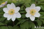 Bosanemoon (Anemone nemorosa)